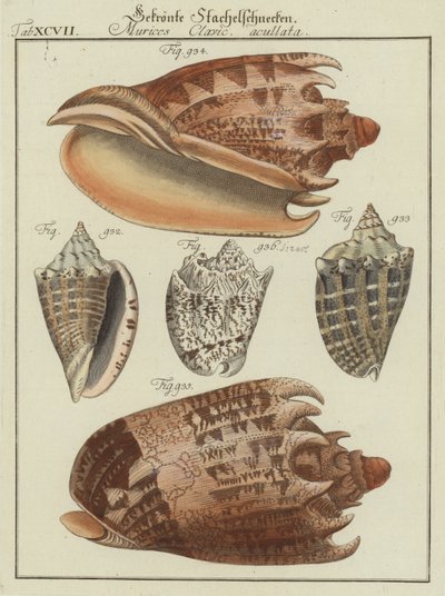 Muscheln von (after) German School