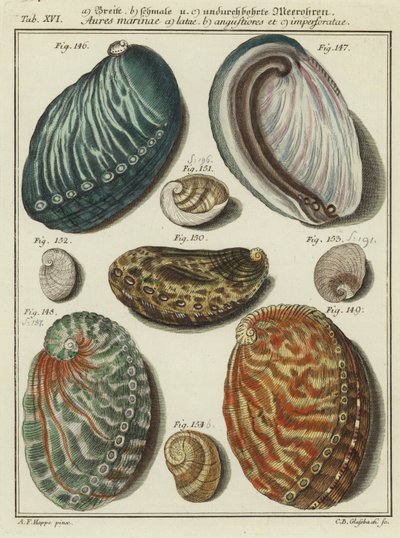 Muscheln von (after) German School