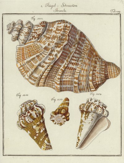 Muscheln (kolorierte Gravur) von (after) German School