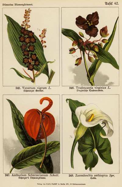 Veratrum Nigrum, Tradescantia Virginica, Anthurium Scherzerianum, Zantedeschia Aethiopica von (after) German School