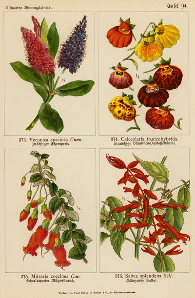 Veronica Speciosa, Calceolaria Fruticohybrida, Mitraria Coccinea, Salvia Splendens von (after) German School