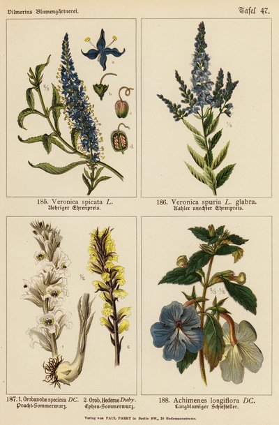 Veronica Spicata, Veronica Spuria, Orobanche Speciosa, Orobanche Hederae, Achimenes Longiflora von (after) German School