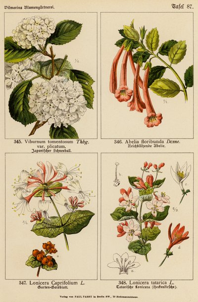 Viburnum Tomentosum, Abelia Floribunda, Lonicera Caprifolium, Lonicera Tatarica von (after) German School