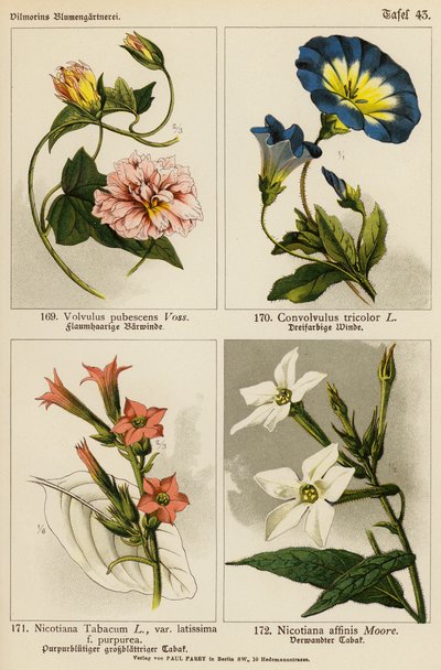 Volvulus Pubescens, Convolvulus Tricolor, Nicotiana Tabacum, Nicotiana Affinis von (after) German School