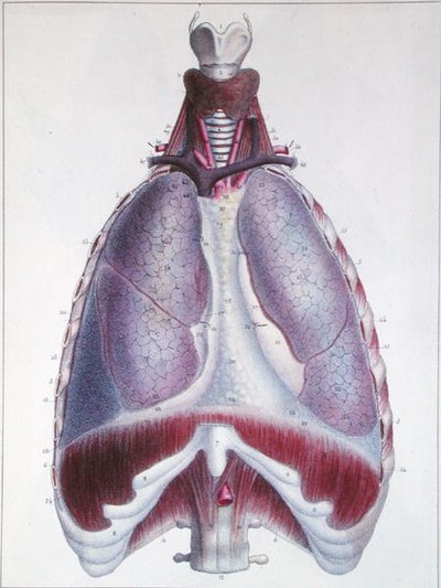 Anatomie der Lungen, aus 