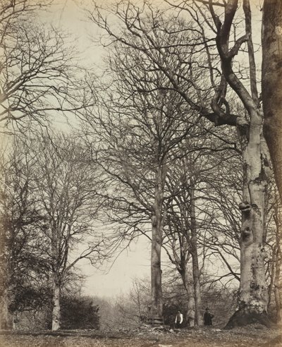 Königin Adelaides Buche von 14th Earl of Caithness James Sinclair