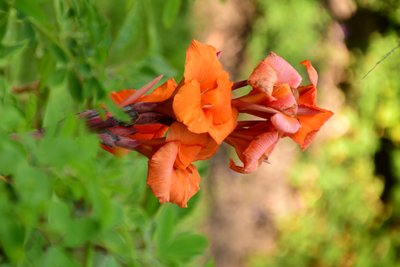 Gefangene Rosen vor weichem natürlichem und künstlerischem Hintergrund. von Albert Mansour