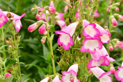 Gefangene Rosen vor weichem natürlichem und künstlerischem Hintergrund von Albert Mansour