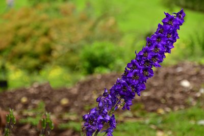 Gefangene Rosen vor weichem natürlichem und künstlerischem Hintergrund von Albert Mansour