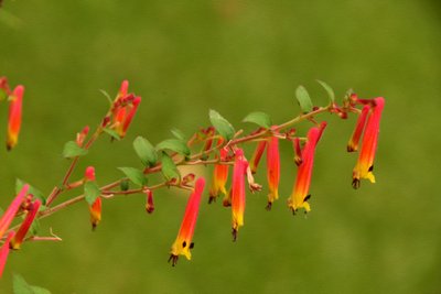 Blumenfeinmalerei im Ölmalstil von Albert Mansour