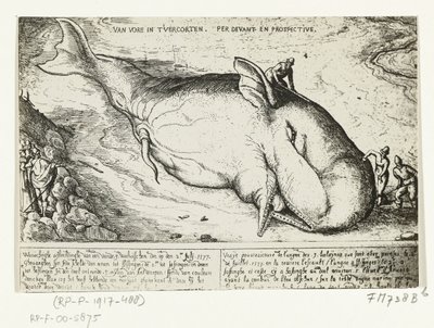 Druck von dem gestrandeten Wal bei Antwerpen, 2. Juli 1577 von A.B. van Deinse