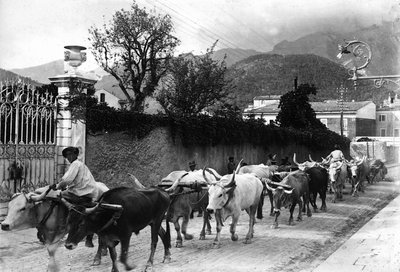 Einige Ochsen, die für den Transport von Marmor aus den Apuanischen Steinbrüchen verwendet werden, werden auf einer Straße in Carrara geführt von A. Corsini