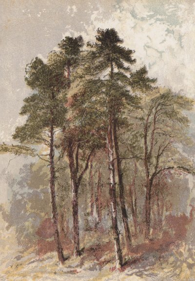 Gruppe von Tannenbäumen von Aaron Edwin Penley