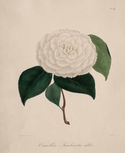 Iconographie des Kameliengenres: Nr. 194, 1839-1843 von Abbé Laurent Berlèse