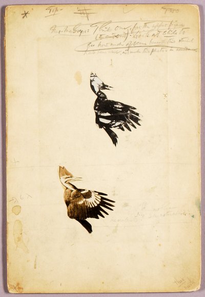 2 Rush-Schablonen, Studienordner für das Buch Concealing Coloration in the Animal Kingdom von Abbott Handerson Thayer