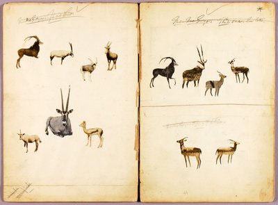 Antilopen, Studienmappe für das Buch Tarnfarbe im Tierreich von Abbott Handerson Thayer