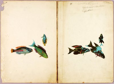 FISCHE, Studienmappe für das Buch Concealing Coloration in the Animal Kingdom von Abbott Handerson Thayer