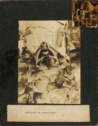 Falkenmotten auf Baumstamm, Studienmappe für das Buch Concealing Coloration in the Animal Kingdom von Abbott Handerson Thayer