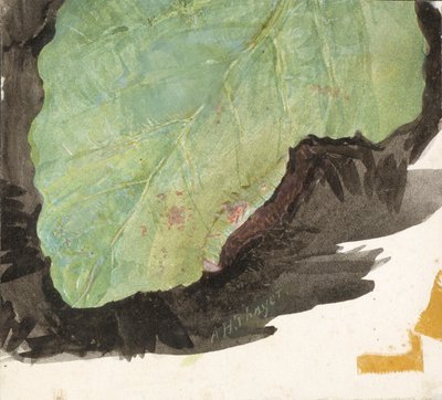 Heterocampa Biundata, Walker, Studie für das Buch Concealing Coloration in the Animal Kingdom, n.d. von Abbott Handerson Thayer