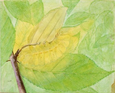 Lunarraupe, Studie für das Buch Concealing Coloration in the Animal Kingdom, o.J. von Abbott Handerson Thayer