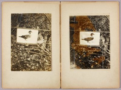Schablonenenten, Studienmappe für das Buch Concealing Coloration in the Animal Kingdom von Abbott Handerson Thayer