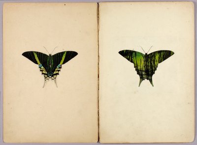 Urania-Motte, Studienmappe für das Buch "Concealing Coloration in the Animal Kingdom" von Abbott Handerson Thayer