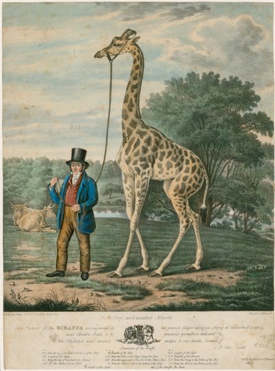 Porträt der Giraffe, 1827 von Abraham Bruiningh van Worrell