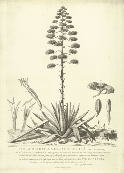 Blühende amerikanische Aloe, 1757 von Abraham Delfos
