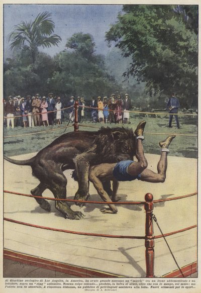 Im Zoo von Los Angeles, in Amerika, hatte ein Match zwischen einem Löwen großen Erfolg von Achille Beltrame