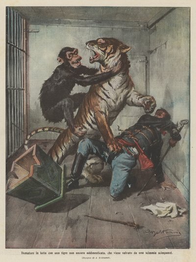 Dompteur im Kampf mit einem noch nicht gezähmten Tiger, der von einem Schimpansen gerettet wird von Achille Beltrame