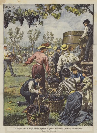 Die landwirtschaftlichen Streiks in Reggio Emilia, Eigentümer und junge Damen ersetzen die Bauern bei der Weinlese von Achille Beltrame