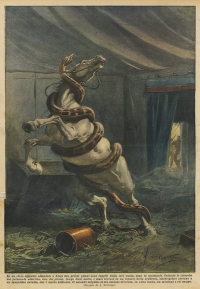 In einem Zirkus in Lüttich entkamen nach der Vorstellung zwei große Pythons aus ihrer Kiste von Achille Beltrame