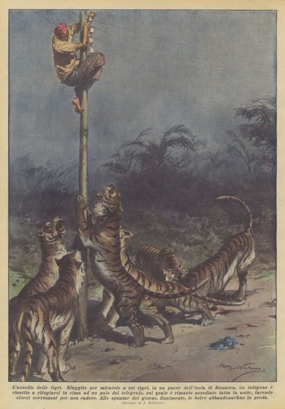 Die Belagerung der Tiger von Achille Beltrame