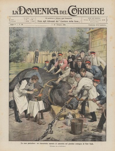 Gefährliche Behandlungen, ein Nashorn wird im Zoo von New York wegen eines Katarakts operiert von Achille Beltrame