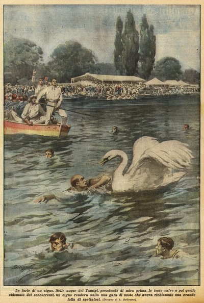 Die Wut eines Schwans von Achille Beltrame
