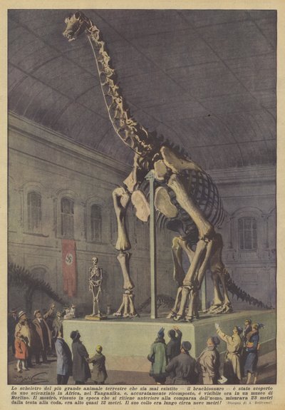 Das Skelett des größten jemals existierenden Landtieres, des Brachiosaurus von Achille Beltrame