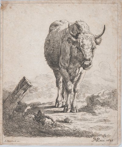 Eine Kuh, von vorne gesehen, 1805 von Adam von Bartsch