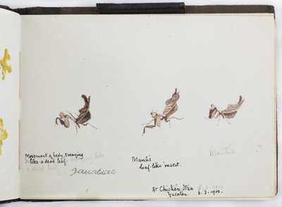 Skizzenbuch mit Zeichnungen und Notizen, Nord- und Südamerika (einschließlich Mexiko) von Adela Breton