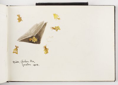 Skizzenbuch mit Tinten- und Graphitzeichnungen und Aquarellen von Adela Breton