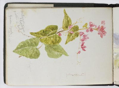 Skizzenbuch mit Aquarellen, Zeichnungen und Notizen, Mexiko, 1896-1898 von Adela Breton