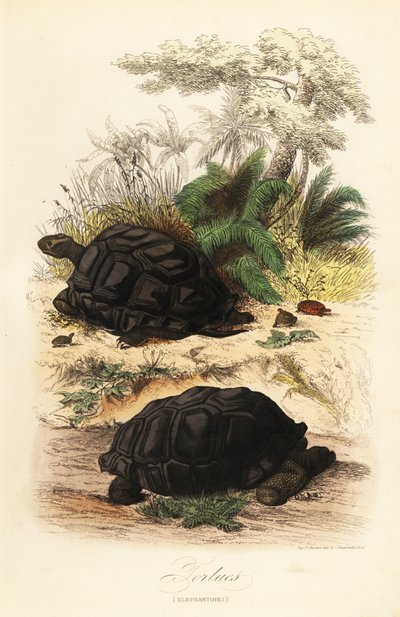 Aldabra-Riesenschildkröte, Aldabrachelys gigantea, gefährdet von Adolph (after) Fries
