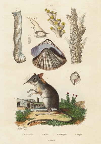 Elefantenspitzmaus, Muschel und Korallen, 1834-1839 von Adolph (after) Fries