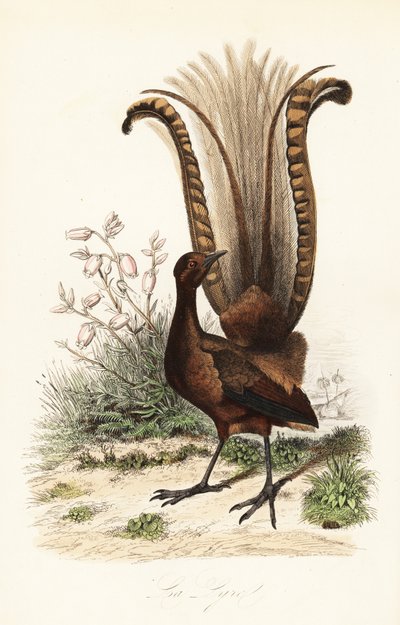 Prachtleierschwanz, Menura novaehollandiae, die Lyra, und falsche Azalee, Menziesia ferruginea von Adolph (after) Fries