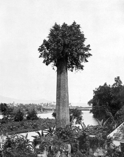 Baum, der aus einem alten Zuckerrohrgut-Schornstein wächst, Jamaika, ca. 1905 von Adolphe Duperly and Son