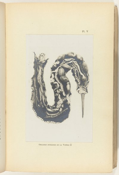 Aufgeschnittene Viper mit sichtbaren Organen von Adolphe Louis Donnadieu