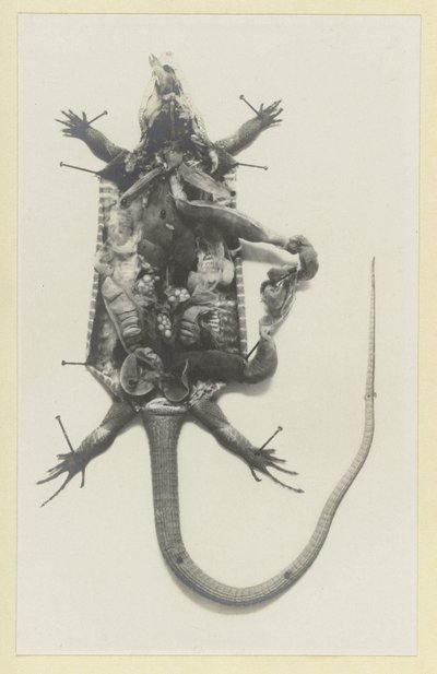 Aufgeschnittener grüner Leguan mit sichtbaren Organen von Adolphe Louis Donnadieu