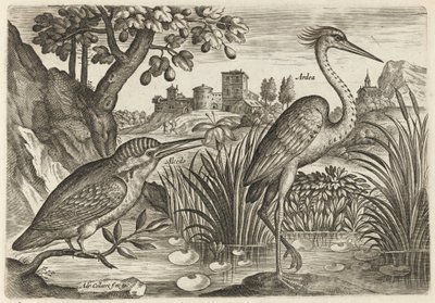 Eisvogel und Graureiher von Adriaen Collaert