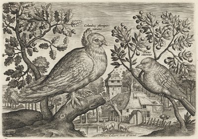 Taube und Fink von Adriaen Collaert