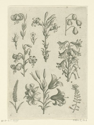 Vier große Lilien und einige kleinere Blumen Florilegium (Serientitel) von Adriaen Collaert