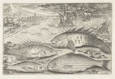 Vier Fische am Strand (Serie: Vissen, Piscivm vivae icones) von Adriaen Collaert